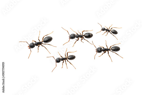 Five black ants in a loose cluster, top view, isolated on transparent background for creative projects