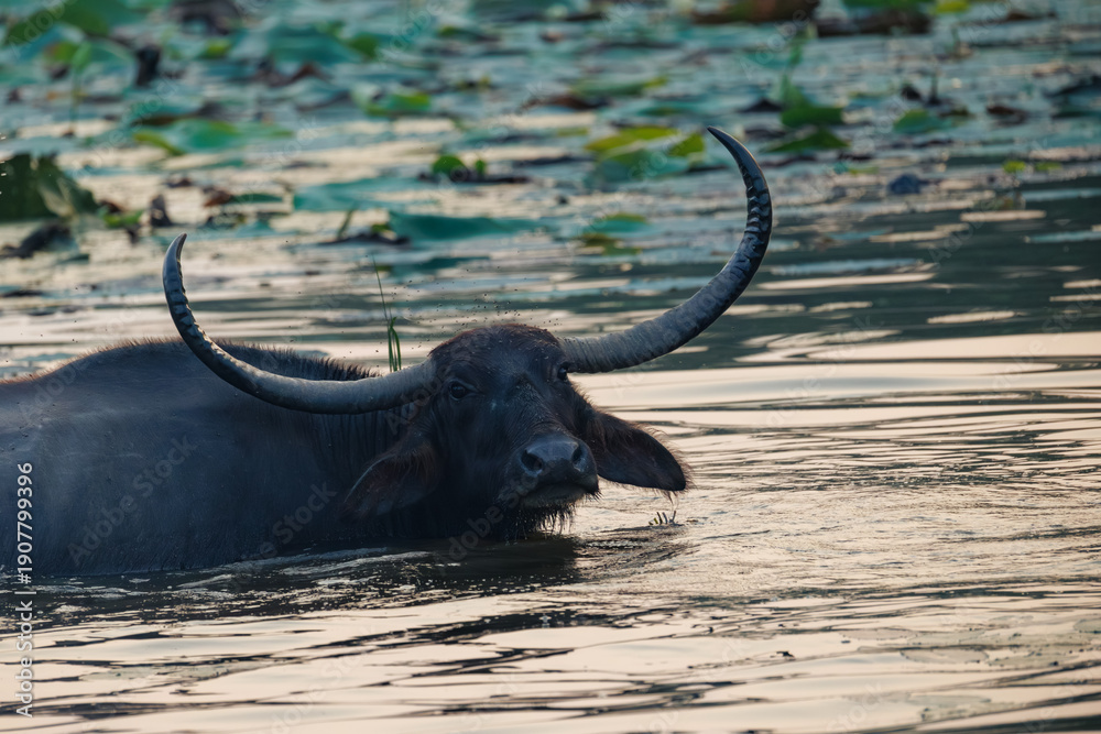 Obraz premium buffalo in water