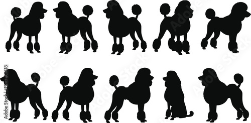 Black poodle dog silhouettes collection isolated on white background for grooming logos, pet branding, veterinary designs, icons and illustrations