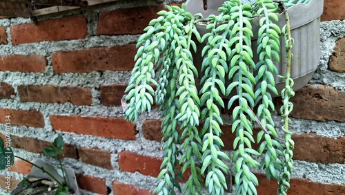 Exotic Trailing Succulent: Sedum morganianum (Donkey's Tail) for Low Maintenance Indoor and Outdoor Spaces