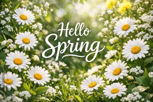 Spring greeting with blooming daisies and green foliage in sunlight with handwritten text Hello Spring in center
