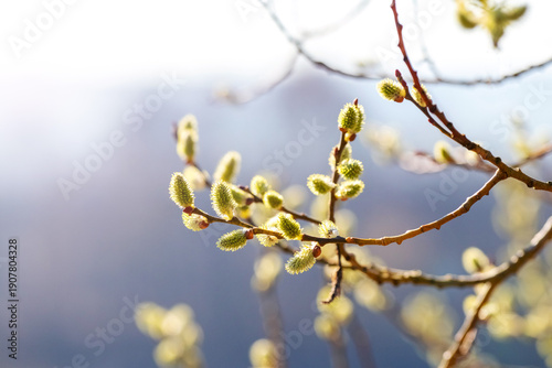 Willow branch with young catkins in sunlight on a bright blurred background as a symbol of spring awakening warmth and hope