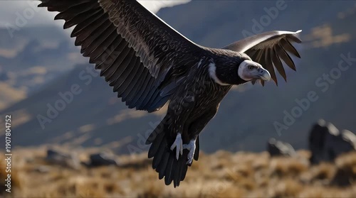 Majestic condor soaring through mountainous landscape