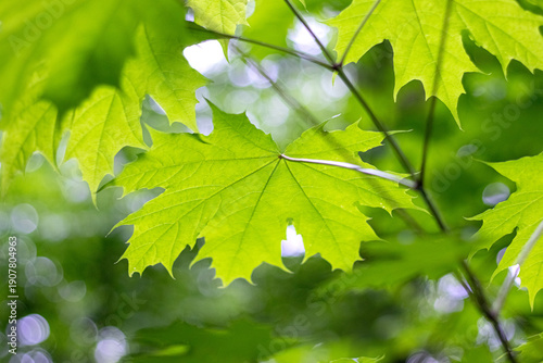 Φωτογραφία Bright green maple leaves backlit by sunlight against a softly blurred forest gr
