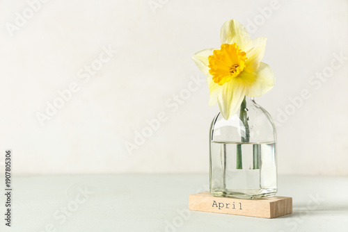 Beautiful narcissus flower ...