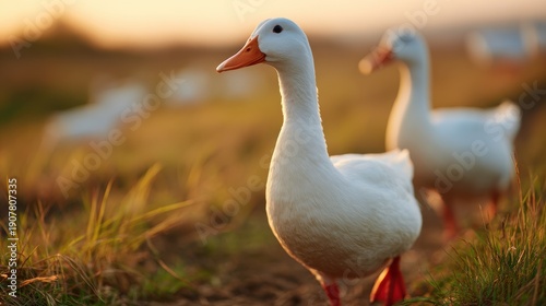 Wallpaper Mural Serene Morning Scene Featuring White Ducks Gracefully Walking Through Fresh Green Grass in Soft Golden Light Torontodigital.ca