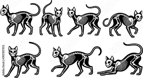 Stylized black cat skeleton vector set showing feline bones and anatomy in various poses for spooky Halloween decoration designs.