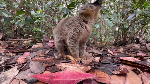 Close-up of a Common brown lemur (Eulemur fulvus) foraging for food on the ground. Madagascar.