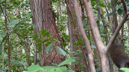 Eastern lesser bamboo lemur (Hapalemur griseus) jumping on tree branches. Madagascar.