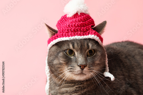 Cute cat in warm knitted ha...