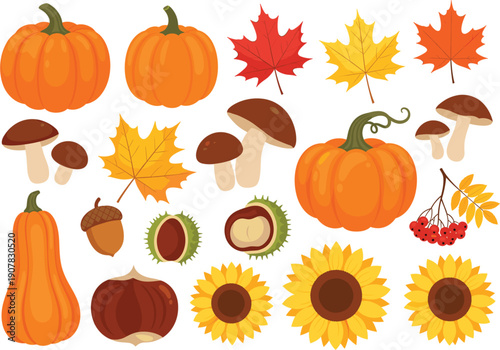 Autumn harvest elements set with pumpkins leaves mushrooms sunflowers nuts vector illustrations isolated on white