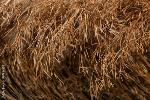 Pampas grass as background,...