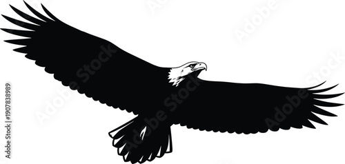 eagle silhouette bird flying wings predator freedom wildlife animal illustration vector nature power symbol