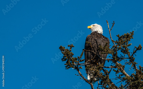 Bald eagle desktop wallpaper, eagle from anchorage, alaska