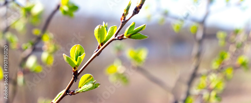 Quadro su tela Tree branch with young green leaves in sunny spring light on a blurred backgroun