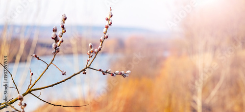 Willow branch with catkins against a river and spring landscape with soft light as a symbol of nature awakening and new beginning