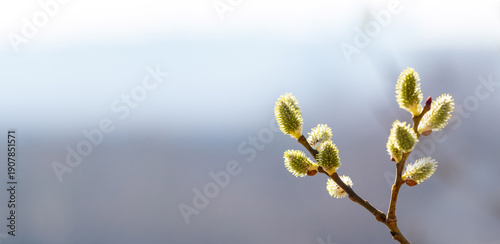 Konstfotografi Delicate willow catkins on a branch with a soft light background and minimalist