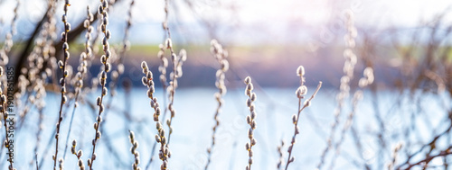 Cuadro en lienzo Willow branches with catkins in soft sunlight against a river background as a sy