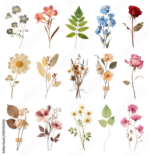 PNG Colorful pressed flowers collection, transparent background