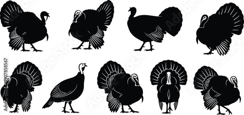 Wild turkey silhouettes set displaying multiple poses standing walking fanning tail isolated on white background wildlife bird vector illustration collection design graphic