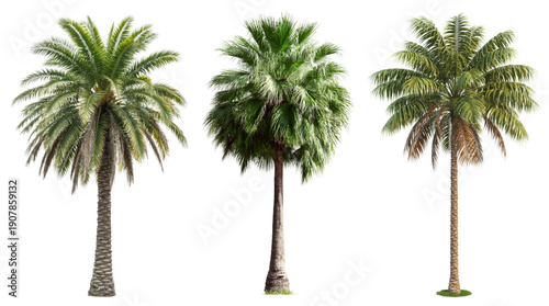 Diverse palm trees, tropical foliage isolated on a white background, perfect for design projects and architectural renderings.