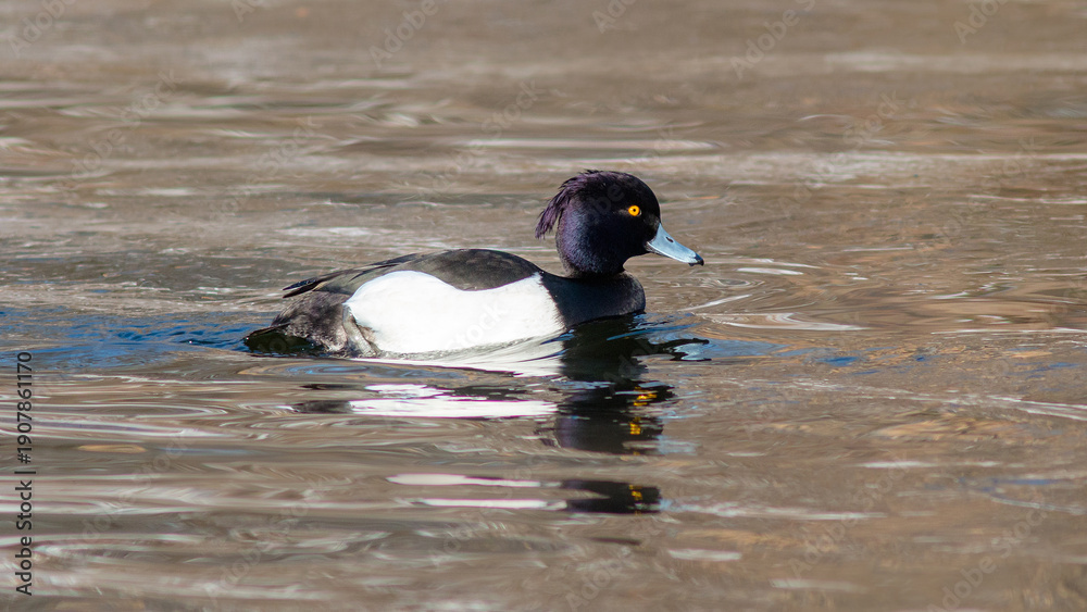 Fototapeta premium duck on the water