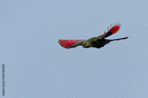Knysna turaco (Tauraco corythaix), aka Knysna loerie, in flight against blue sky, revealing vibrant red wings at Ebb and Flow Camp, Garden Route National Park, Wilderness, Western Cape, South Africa.