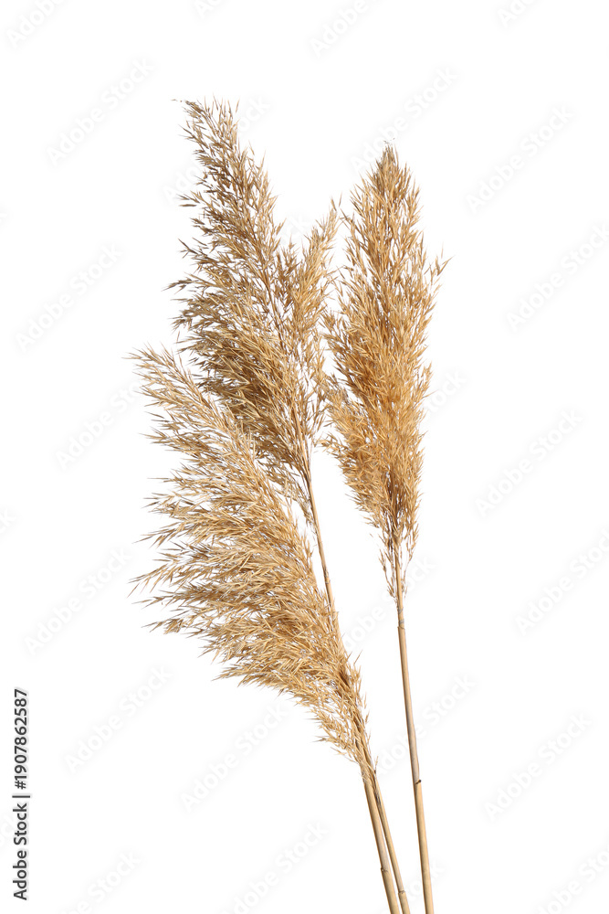 Fototapeta premium Dry common reeds isolated on white background