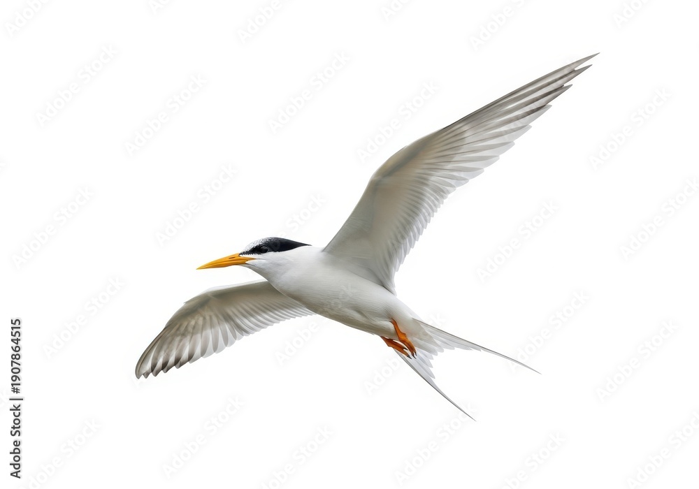 Fototapeta premium Graceful seabird with white plumage soars across a bright white background