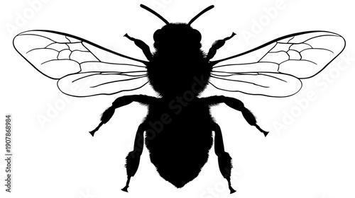 A detailed silhouette of an insect with intricate wings and defined body features against white