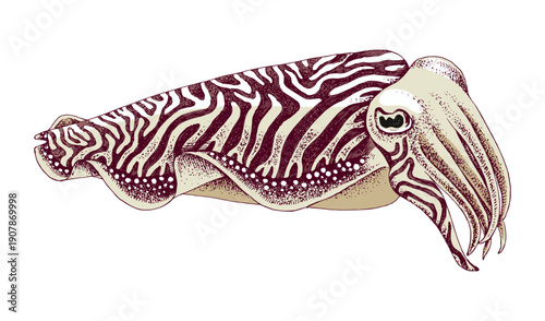 Common cuttlefish (Sepia officinalis) vector illustration