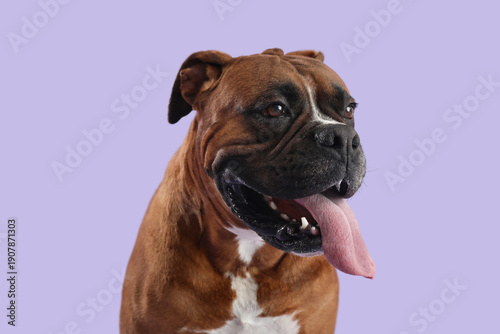 Cute boxer dog on grey back...