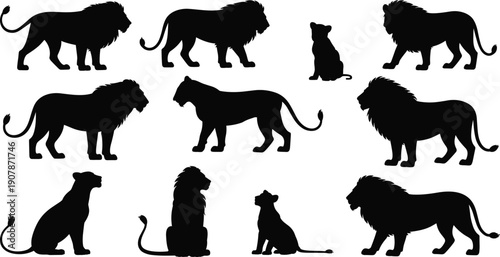 Set of black lion and lioness silhouettes isolated on white background, various predatory cat shapes for African safari logo design, wildlife icons, and vectors