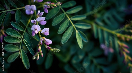 pinnate. Close-up of licorice plant with pinnate leaves and purple flowers. gardening catalogs, home-decor guides, designed for gardening and botanical catalogs, used by photographers.
