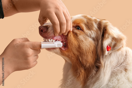 Owner brushing teeth of cut...