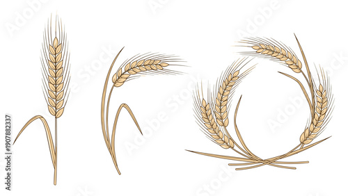Hand drawn sketches of wheat stalks and ears for bakery, agriculture, farm, and harvest themes on a clean white background for graphic design.