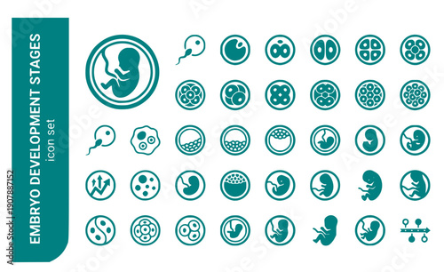 Embryo Development Stages Embryo-Growth Blastocyst Cell-Division Fertilization Embryo-Stages Development-Stages Vector Icon Set - Embryo Stages