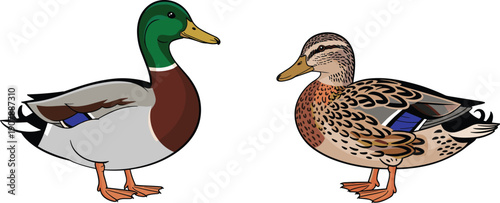 Male and female mallard duck illustration isolated on white background for wildlife education nature graphics and bird identification