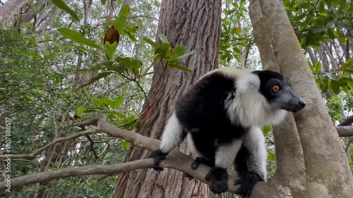 Close up of Black-and-white ruffed lemur on a tree. Madagascar.