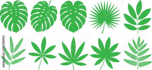 Tropical Leaves Outline Collection  Monstera, Palm and Fern Foliage