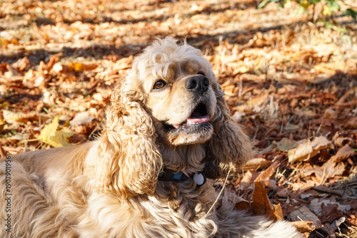 Cute cocker spaniel dog in ...