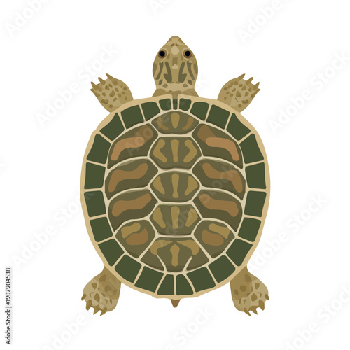 Simple flat 2D vector graphic of Turtle, modern icon look, displayed on a pure white background.
