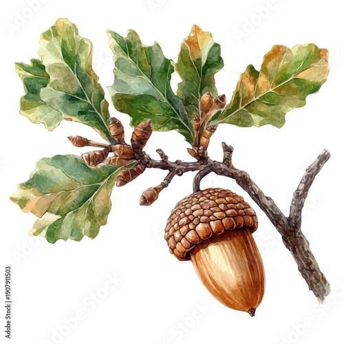 Acorn On A Tree Branch, elegant watercolor vector illustration, isolated on a white background.