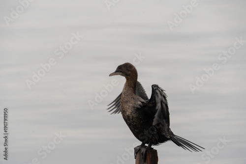 The Pygmy Cormorant is perched on a log with its wings spread.
