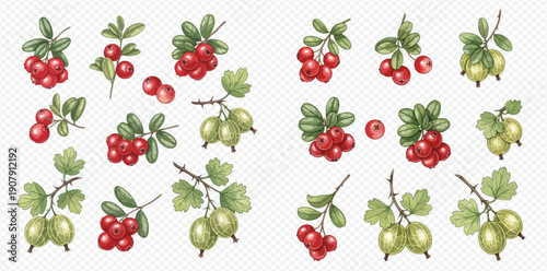 Watercolor illustration set of fresh cranberries and gooseberries on branches with green leaves.