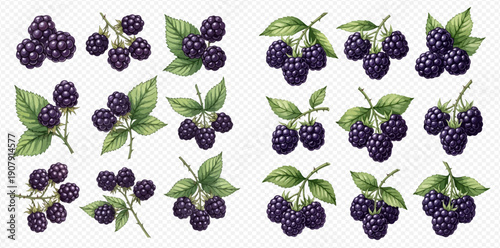 Collection of fresh blackberries with green leaves, ripe and juicy fruit illustrations.