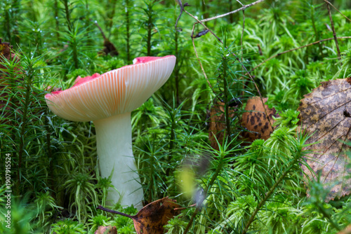 Принти на полотні red Russula mushroom