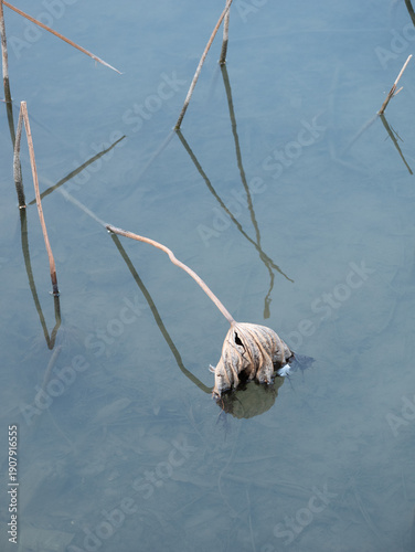 Barren Lotus Stems in a Quiet Pond