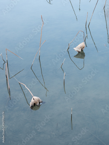 Frost-Covered Pond with Dying Lotus