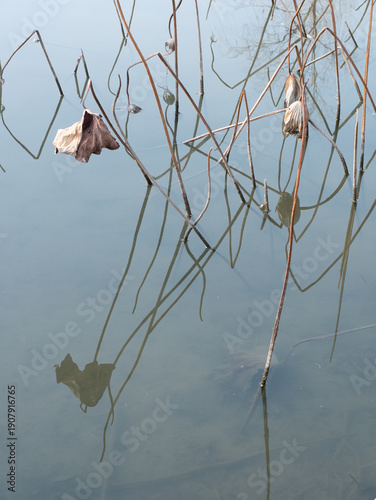 Tranquil Water and Withered Lotus Leaves